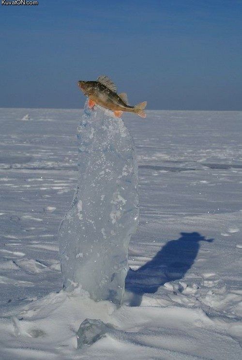 Poisson sur glace..