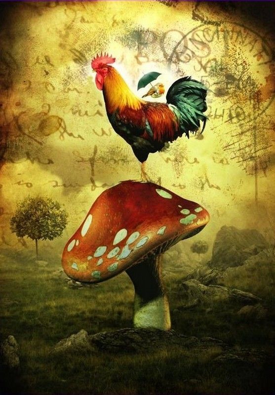 coq et champignon