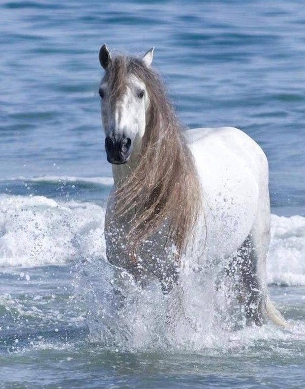 La mer et le cheval...
