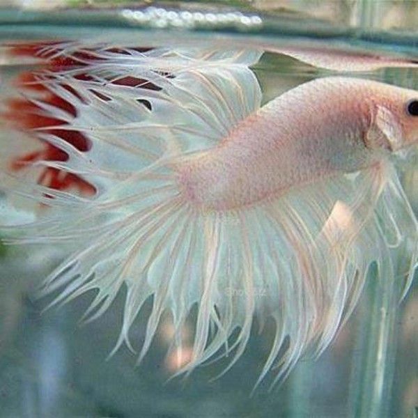 poisson Beta...albinos....