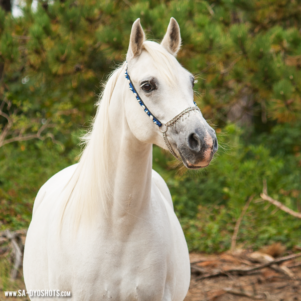 cheval blanc