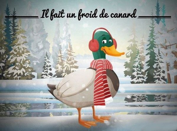 un froid canard