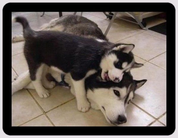 je t'aime papa....hi.hi..