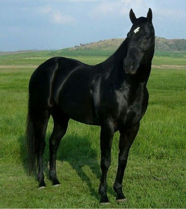 cheval noir