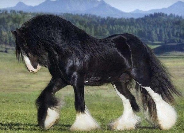 Clydesdale