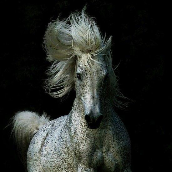 le cheval...quel bel animal...