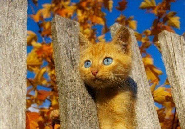 Chat automne