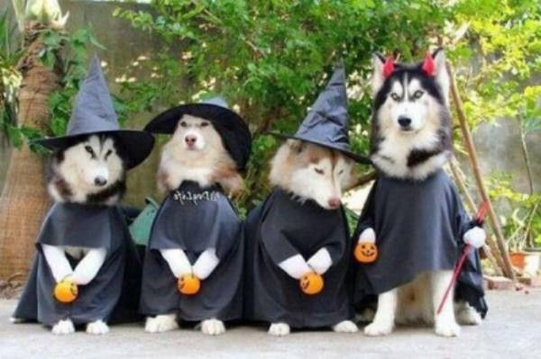 ordre des sorciers..hi.hi..