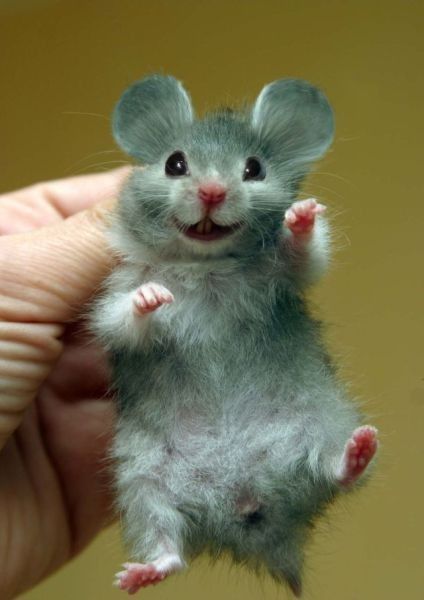 Souris cute...trop belle