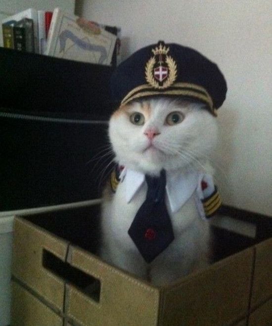 Capitaine cat