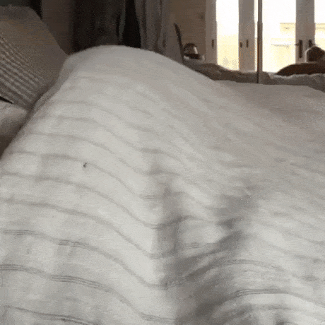 gracematineridealvrai.gif