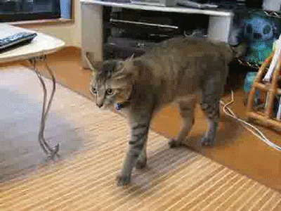 hallown678.gif