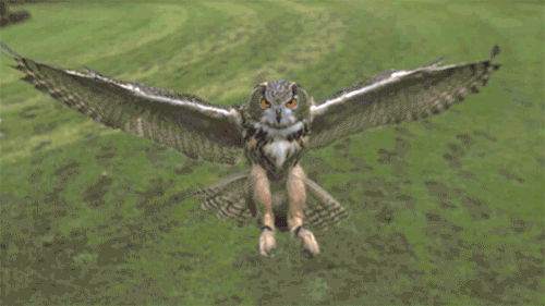 hiboumajestueux478.gif