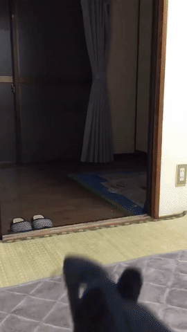 hiboupascontnte37.gif