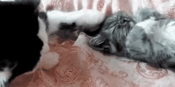jongler.gif