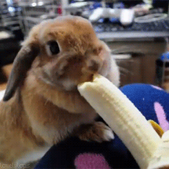 lapinbanane.gif