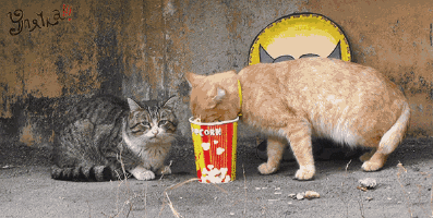 popcorn34.gif