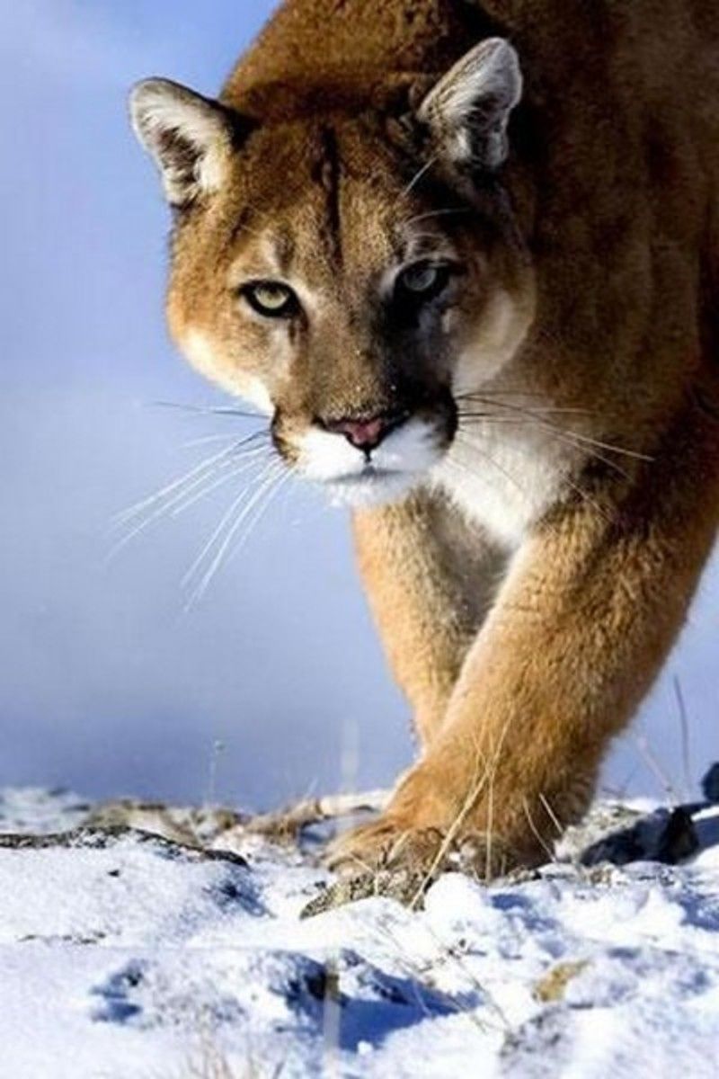 puma7498.jpg