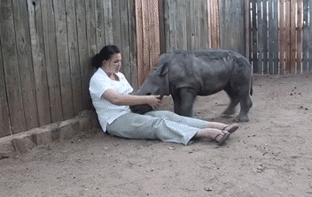rinocalin.gif