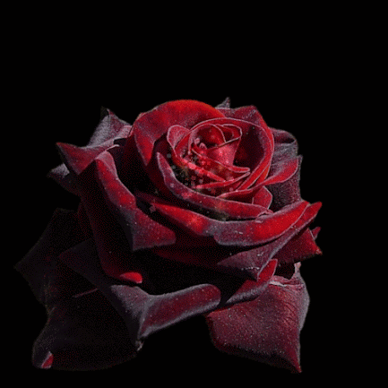 rose4786.gif