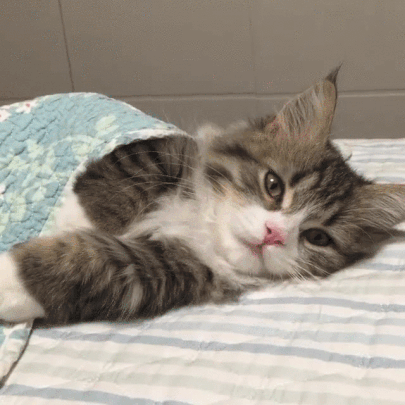 toulouabetotmesamis.gif